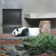 Illustration for article titled We need to stop blaming the Giant Panda for its own extinction